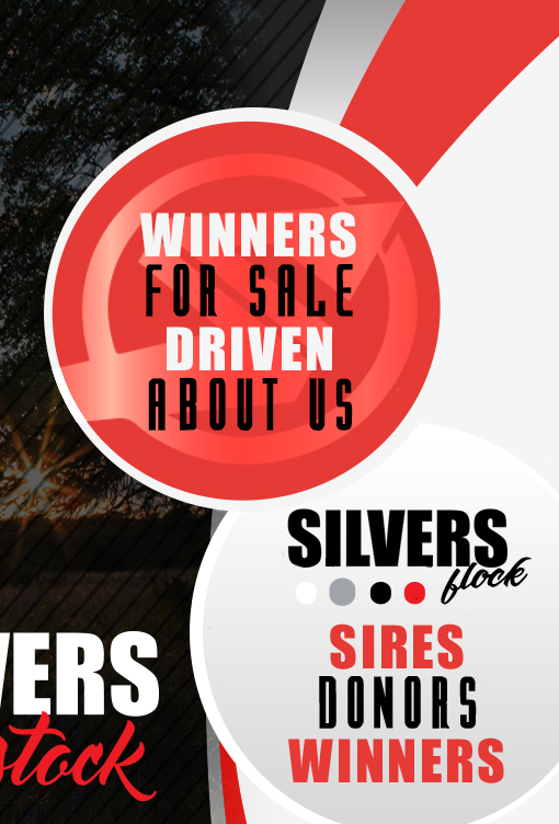 Silvers Livestock